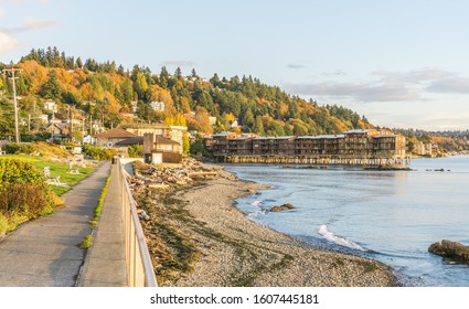 Autumn Trees With Rich Color Above The Shoreline In West Seattle, Wshington.