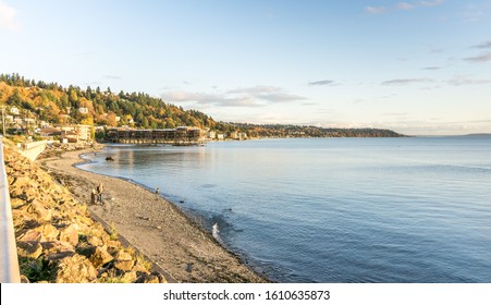 Autumn Trees With Rich Color Above The Shoreline In West Seattle, Wshington.