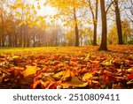 Autumn trees in sunny autumn park lit by sunshine - sunny autumn landscape in bright sunlight. Autumn park sunny scene with fallen leaves on the foreground