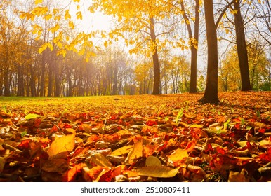 Autumn trees in sunny autumn park lit by sunshine - sunny autumn landscape in bright sunlight. Autumn park sunny scene with fallen leaves on the foreground - Powered by Shutterstock