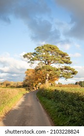 Autumn Trees In The UK Countryside Road.