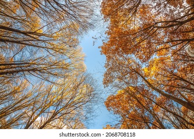 Autumn trees with and without golden leaves. A warm autumn sun shining through the golden treetops with beautiful bright blue skies.