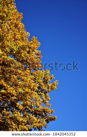 Similar – Golden Autumn Environment