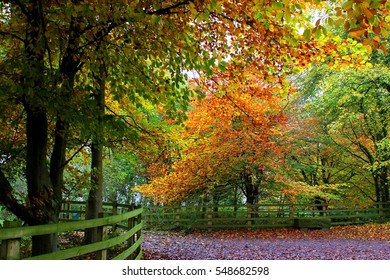 Autumn Trees At The Yorkshire Sculpture Park