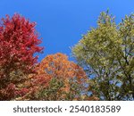 Autumn treetops on a clear day