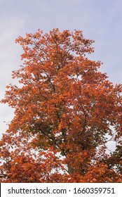 Autumn Tress With Colorful Leafes