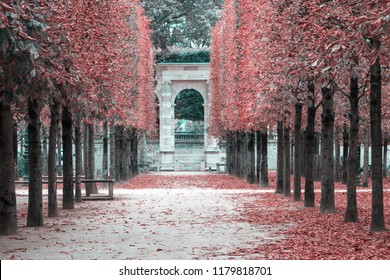 Autumn in Tuileries Garden, public garden in Paris, France. Selective focus. Toned image.