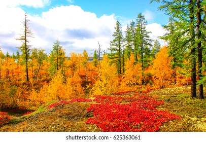 Autumn Tundra Grass Birch Landscape