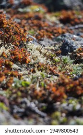 Autumn Tundra Texture With Blured Background.