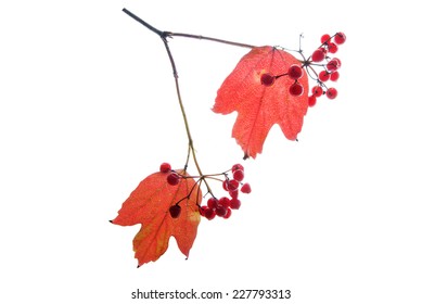 Autumn twig with red berries isolated on white  - Powered by Shutterstock