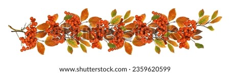 Autumn twigs with colorful leaves and rowanberries in a seasonal garland isolated on white