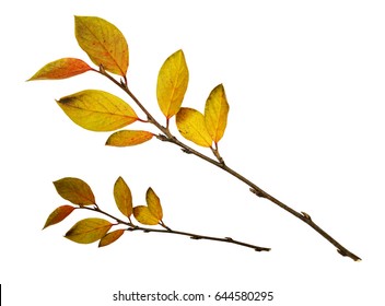 Autumn Twigs With Yellow Leaves Isolated On White