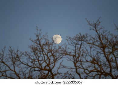 Autumn Twilight: Full Moon Rising Through Bare Branches - Powered by Shutterstock