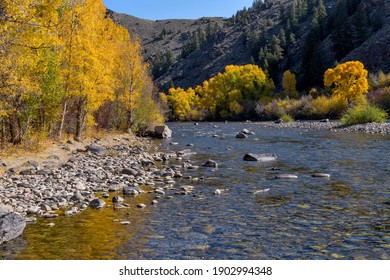 Autumn at Upper Gunnison River - Autumn morning view of upper Gunnison River running in a steep canyon at south of Almont, where Taylor and East Rivers meet to form Gunnison River. Gunnison, CO, USA.