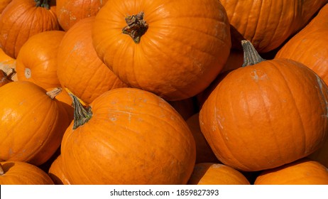 Autumn vegetables food thanksgiving background banner - Top view lots of colorful orange halloweenpumpkin squash ( cucurbita ), edible pumpkins