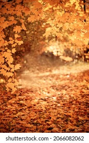 Autumn Vertical Background, Maple Leaves In Autumn Forest