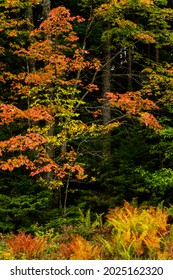 Autumn View Along The Highland Scenic Highway, A National Scenic Byway, Pocahontas County, West Virginia, USA