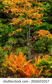 Autumn View Along The Highland Scenic Highway, A National Scenic Byway, Pocahontas County, West Virginia, USA