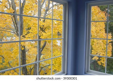 Autumn view of maple tree from window