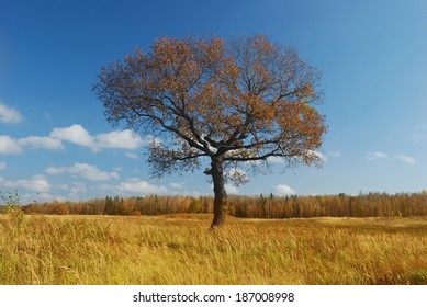 Autumn view of  old oak tree
