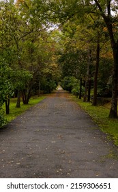 Autumn View In The Park. A Road In The Forest At Fall. Autumn Vertical Background Photo. Selective Focus.