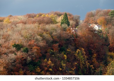 Autumn View From Symonds Yat Rock, Wye Valley