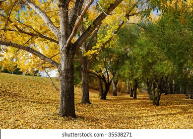 Autumn View Of The Trees And Ground In Emily Murphy Park, Edmonton, Canada