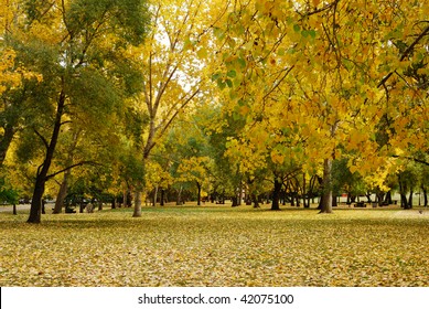 Autumn View Of Trees And The Ground In Emily Murphy Park, Edmonton, Canada