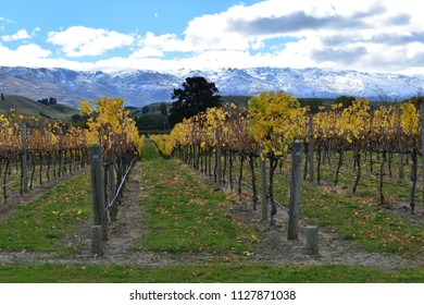 Autumn Vineyard In Central Otago New Zealand