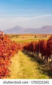 autumn vineyard near Eger, Northern Hungary