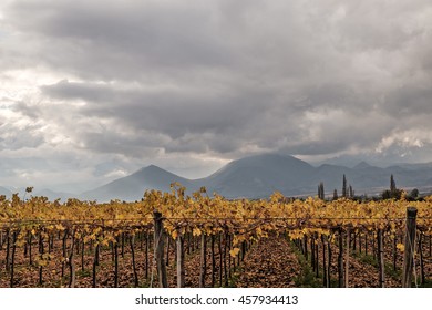 Autumn Vineyard Near Los Andes, Chile