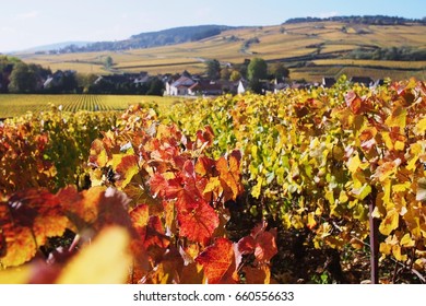 Autumn Vineyard In Perspective View, Burgundy, Paris