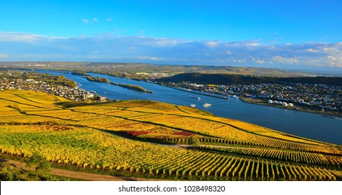 Autumn Vineyard And Rhine River, Germany