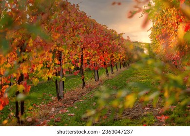 Autumn vineyard at sunset.Rows of vineyard with red and yellow-orange leaves.Italian grapevines in autumn - Powered by Shutterstock