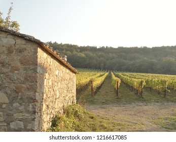 autumn in the vineyards of chianti