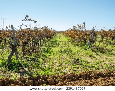 Autumn Vineyards: Perfectly Aligned Rows with Warm-Toned Leaves and Traces of Pruning.