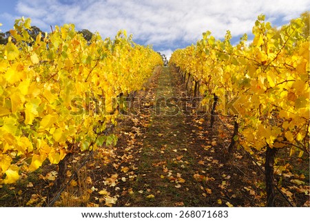 Autumn vinyard in Adelaide Hills, South Australia