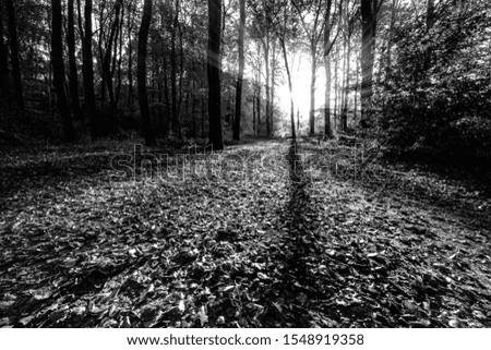 Image, Stock Photo shadow Environment Nature