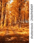Autumn, walkway and nature trees in woods, environment and outdoor forest with orange foliage in Amsterdam. Travel, seasonal and fall ecosystem in woodlands or countryside, pathway and growth