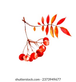 Autumn, watercolor rowan branch with berries on a white background - Powered by Shutterstock