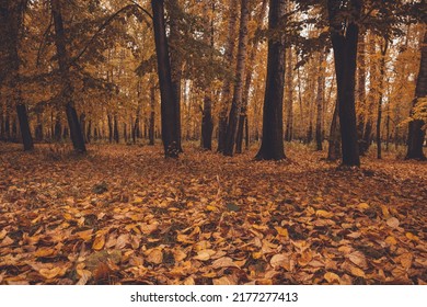 Autumn weather in city park. Forest with yellow leaves in gloomy silence. Dark trunks and branches of trees after rain. Land under golden carpet of dry plants. - Shutterstock ID 2177277413