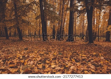 Autumn weather in city park. Forest with yellow leaves in gloomy silence. Dark trunks and branches of trees after rain. Land under golden carpet of dry plants.