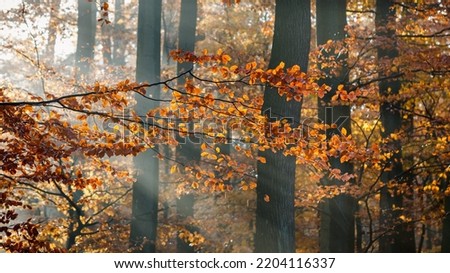Autumn weather in forest. Beech tree branch with colorful leaves. Sunbeam in rain and fog