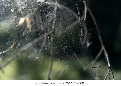 Autumn web in the sunbeams. Sun glare on the web. - Powered by Shutterstock