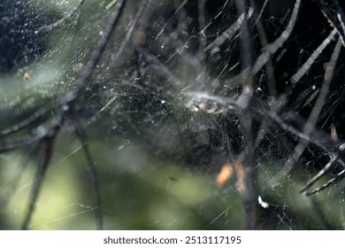 Autumn web in the sunbeams. Sun glare on the web. - Powered by Shutterstock