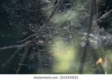 Autumn web in the sunbeams. Sun glare on the web. - Powered by Shutterstock