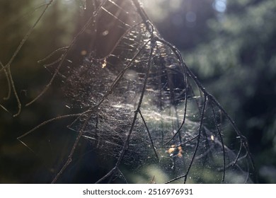 Autumn web in the sunbeams. Sun glare on the web. - Powered by Shutterstock