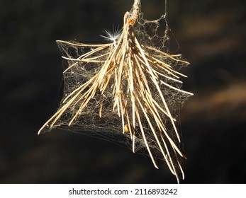 Autumn Weeds Landfall In Marseille