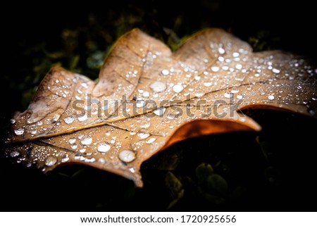 Image, Stock Photo After the rain Plant Earth