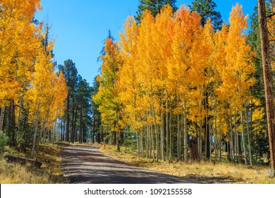 Autumn In The White Mountains Arizona